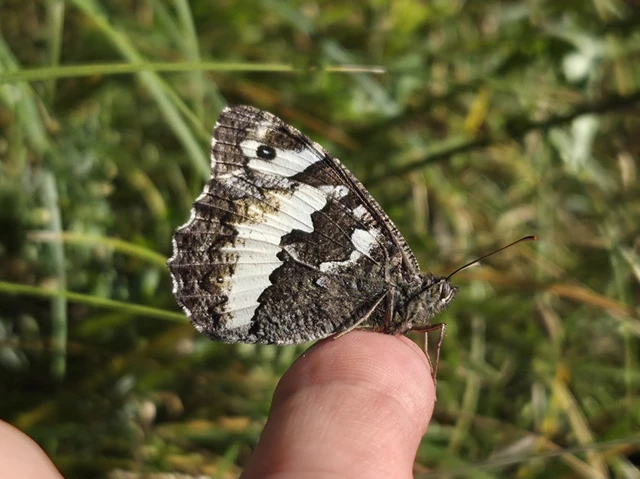 Brintesia circe - fehéröves szemeslepke