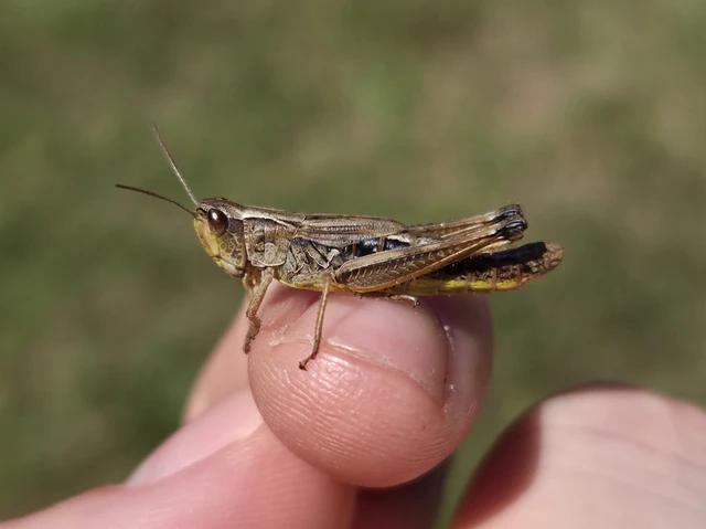 Pseudochorthippus parallelus - közönséges rétisáska