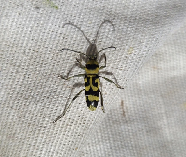 Chlorophorus varius - díszes darázscincér Chlorophorus varius - díszes darázscincér