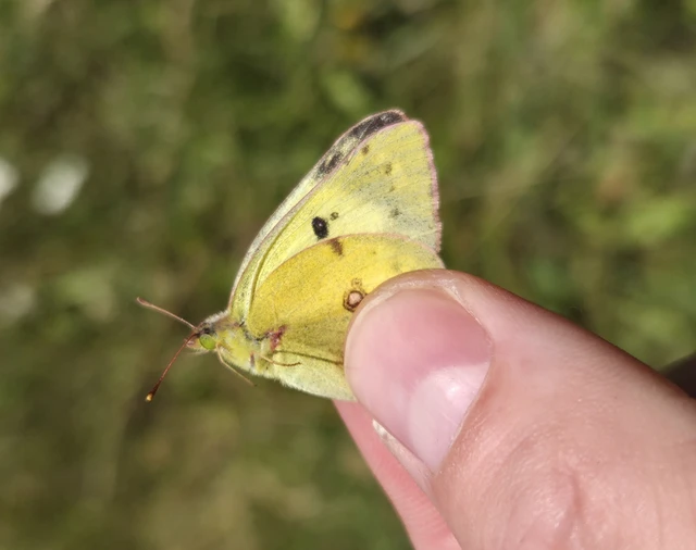 Colias hyale - kéneslepke