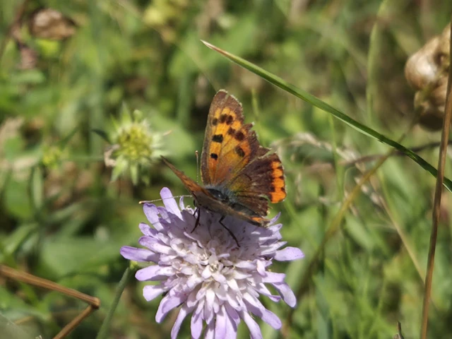 Lycaena phlaeas - közönséges tűzlepke Lycaena phlaeas - közönséges tűzlepke