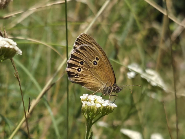 Aphantopus hyperanthus - közönséges ökörszemlepke