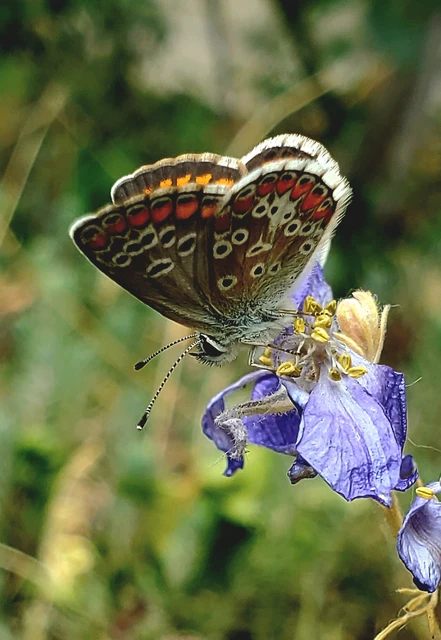 Aricia agestis - szerecsenboglárka