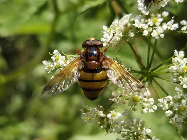 Volucella inanis - háromöves pihelégy