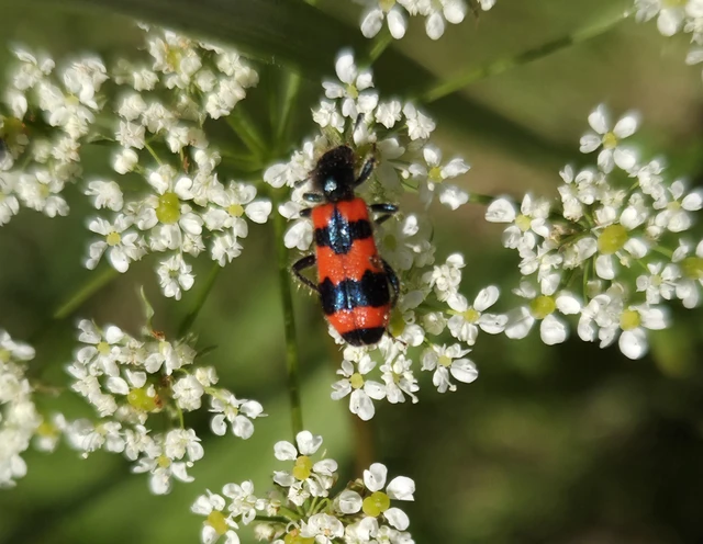 Trichodes apiarius - szalagos méhészbogár