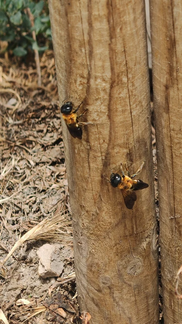 Megachile sculpturalis - óriás művészméh