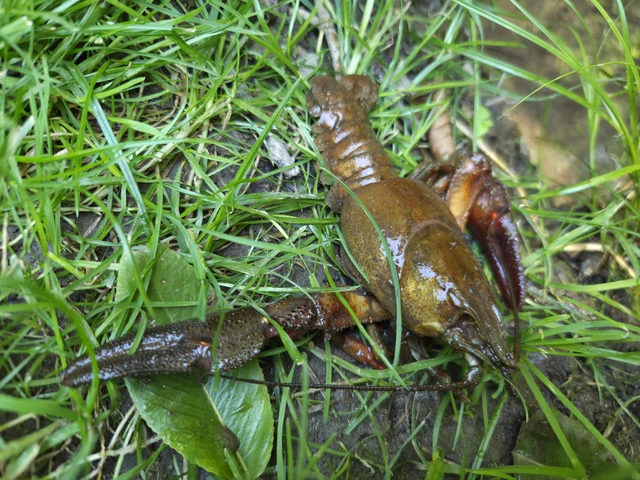 Crustacea - Rákok