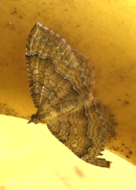 Camptogramma bilineata - kétvonalas sávosaraszoló