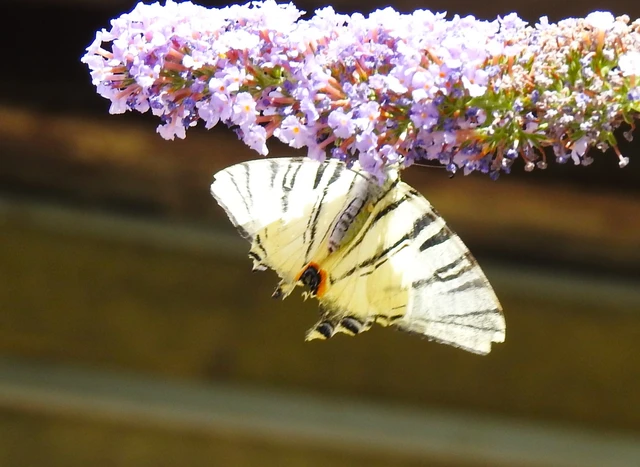Iphiclides podalirius - kardoslepke