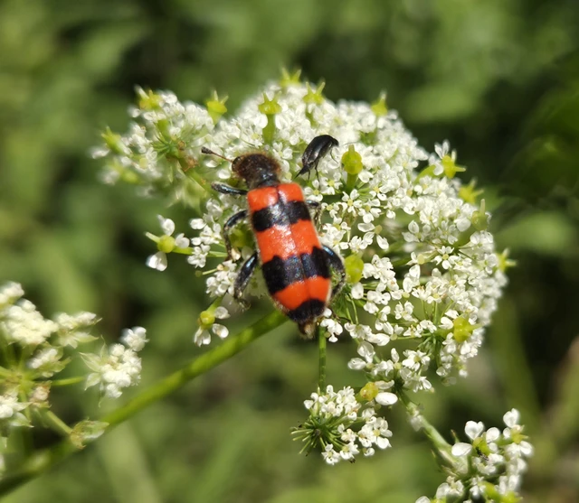 Trichodes apiarius - szalagos méhészbogár