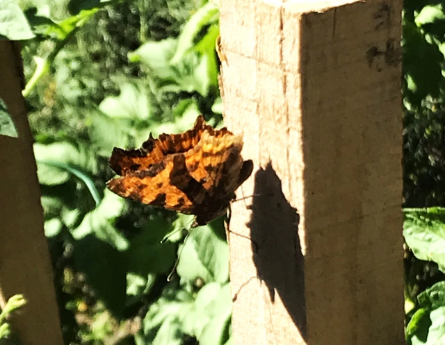 Nymphalis c-album - C-betűs lepke
