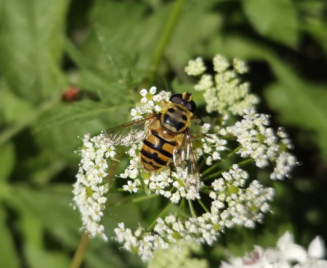 Myathropa florea - halálfejes odúlégy