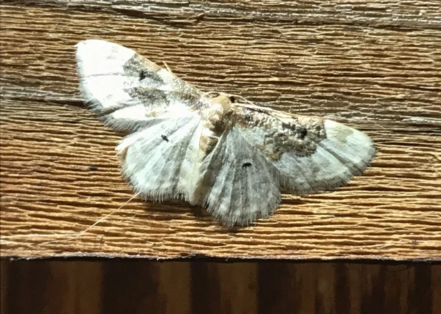 Idaea rusticata - tarka apróaraszoló