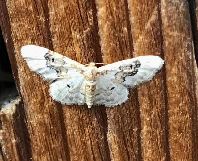 Idaea rusticata - tarka apróaraszoló