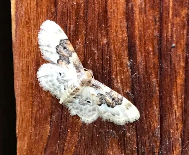 Idaea rusticata - tarka apróaraszoló