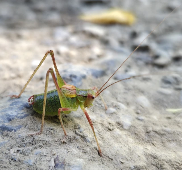Barbitistes constrictus - északi málnaszöcske