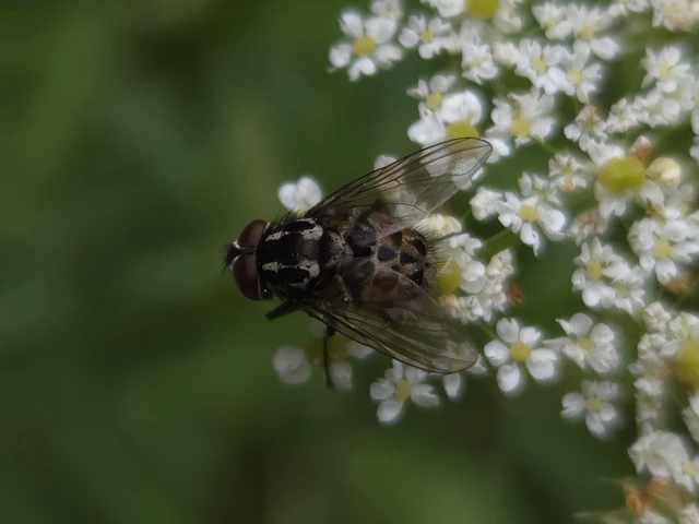 Graphomya