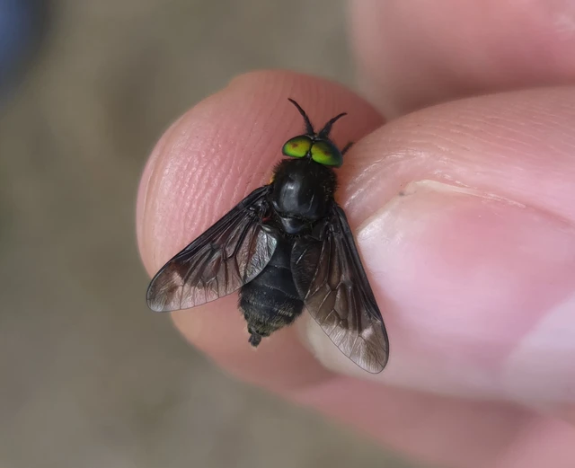 Chrysops