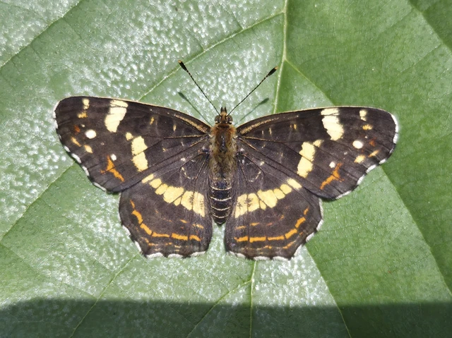 Araschnia levana - pókhálós lepke