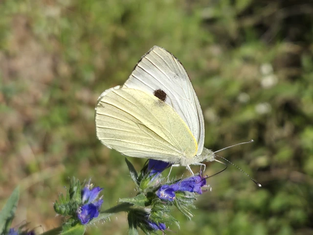 Pieris brassicae - káposztalepke Pieris brassicae - káposztalepke
