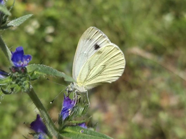 Pieris napi - repcelepke