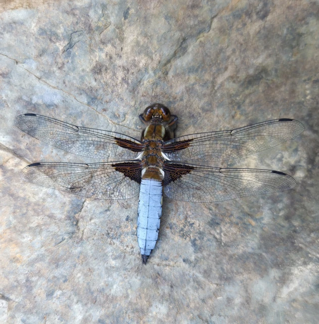 Libellula depressa - széles laposacsa