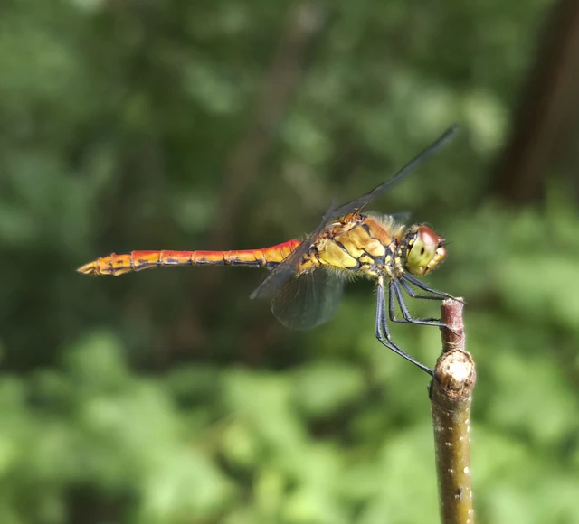 Sympetrum sanguineum - vörös katona-szitakötő