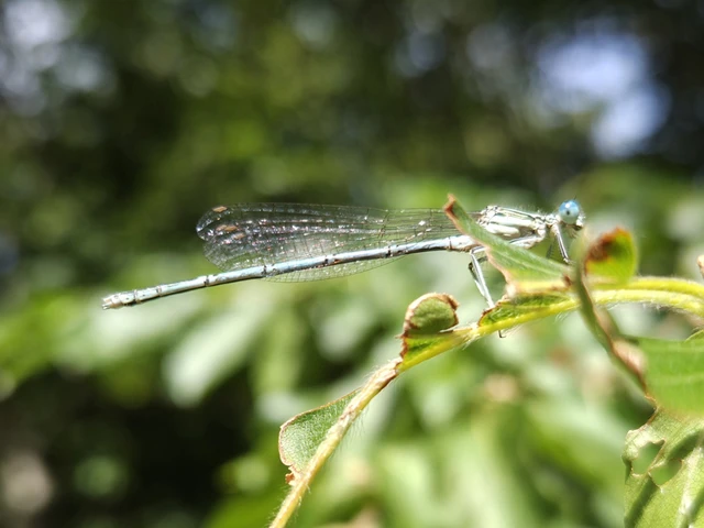 Platycnemis pennipes - széleslábú szitakötő