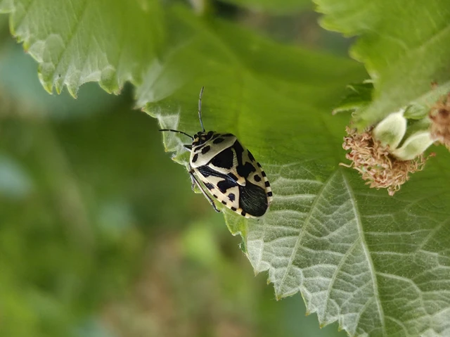 Eurydema Eurydema