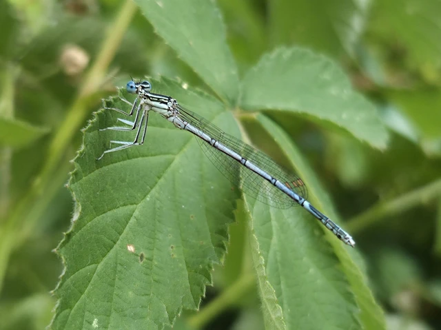 Platycnemis pennipes - széleslábú szitakötő