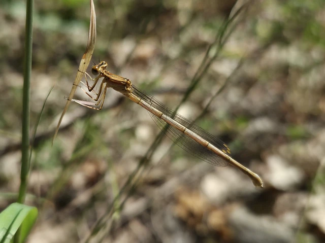 Platycnemis pennipes - széleslábú szitakötő