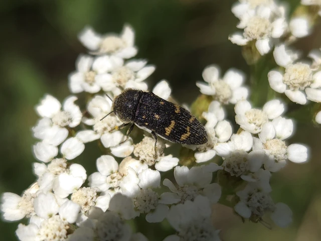 Acmaeoderella