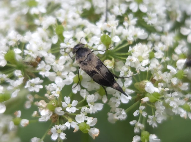 Mordellidae - marókafélék