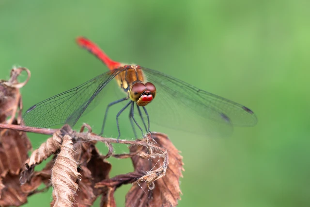 Sympetrum sanguineum - vörös katona-szitakötő