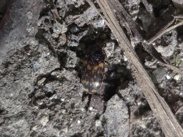 Mycetophagus