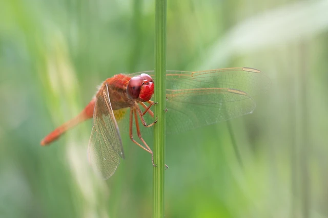 Crocothemis erythraea - skarlát szitakötő