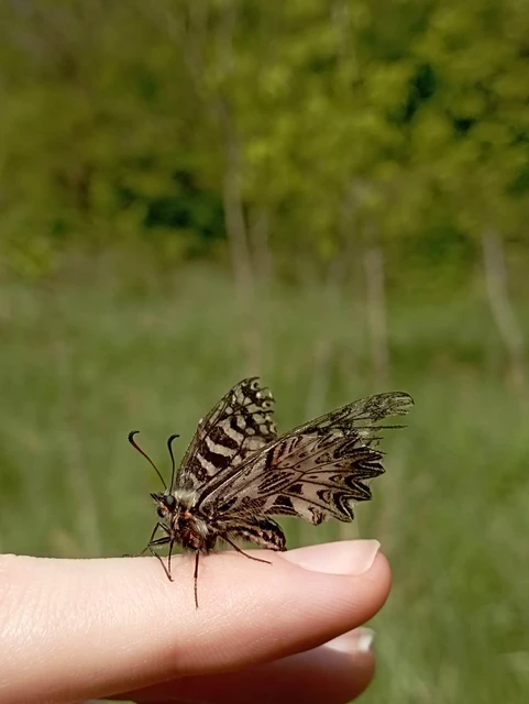Zerynthia polyxena - farkasalmalepke