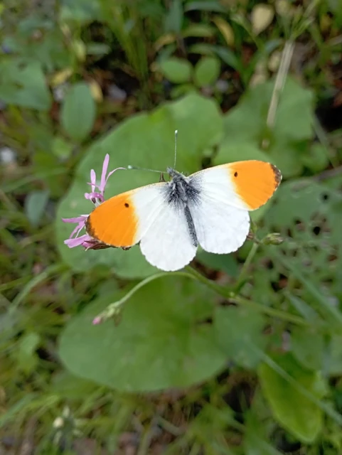 Anthocharis cardamines - hajnalpírlepke