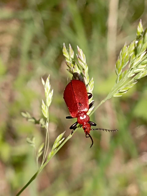 Pyrochroa serraticornis - közép-bíborbogár Pyrochroa serraticornis - közép-bíborbogár