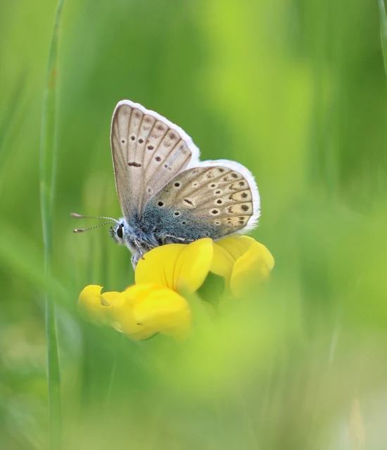 Polyommatus