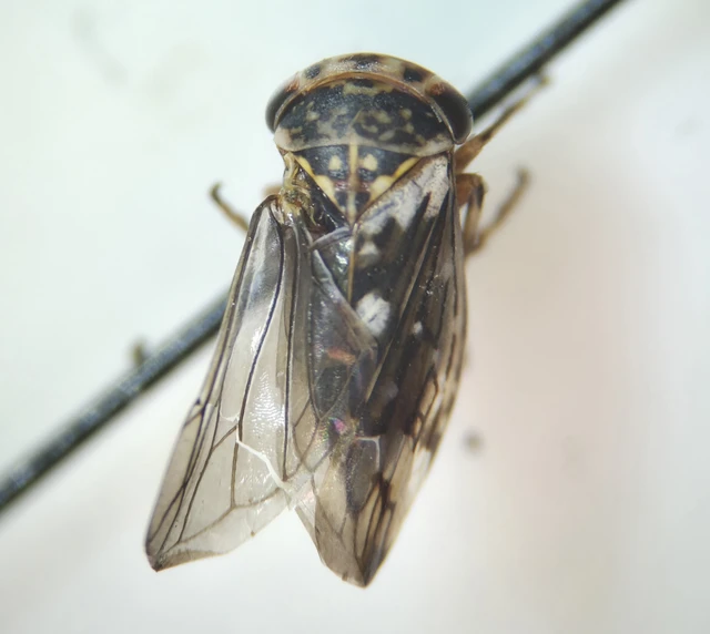 Auchenorrhyncha - Kabócák