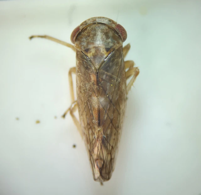 Auchenorrhyncha - Kabócák