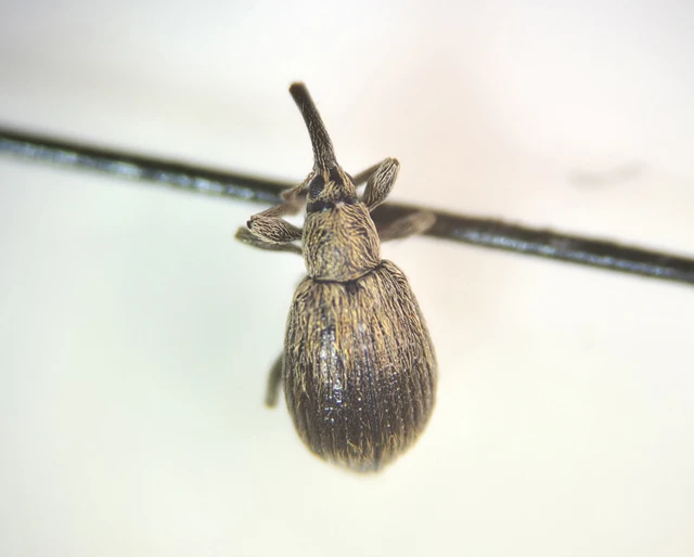 Trichopterapion holosericeum - gyertyánmag-cickányormányos Trichopterapion holosericeum - gyertyánmag-cickányormányos