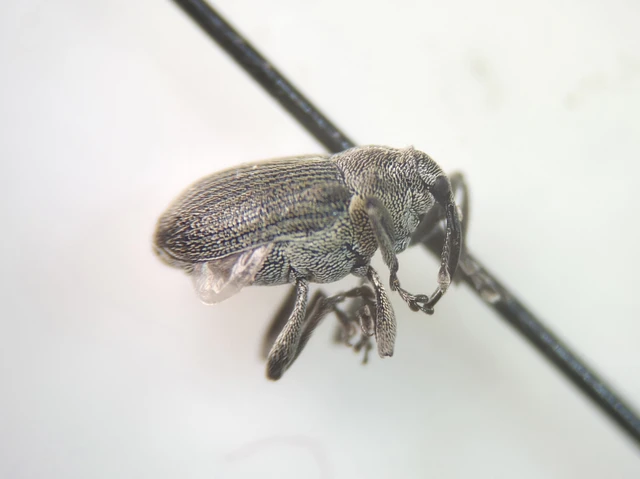 Ceutorhynchus obstrictus - repcebecő-ceutormányos