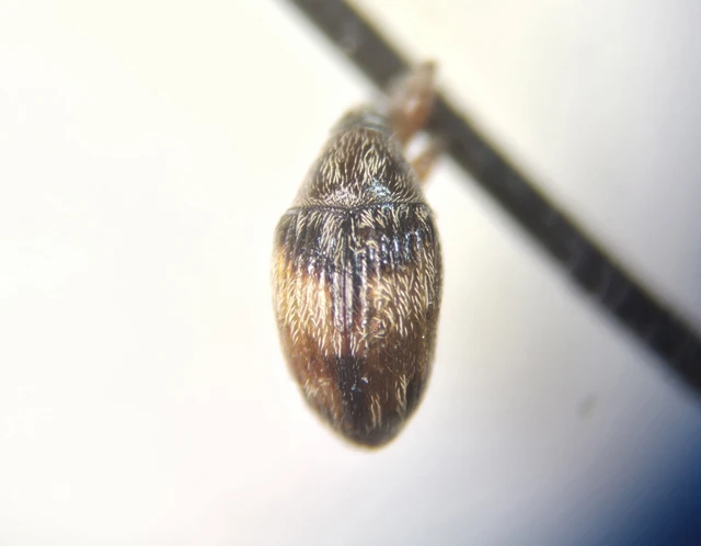 Nanophyes marmoratus - simacombú füzényormányos