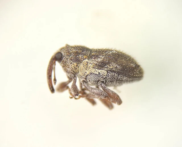 Trichosirocalus troglodytes - kis útifűormányos Trichosirocalus troglodytes - kis útifűormányos