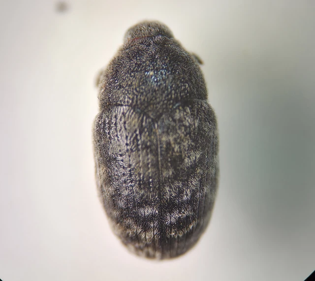 Larinus obtusus - imola-púderbarkó