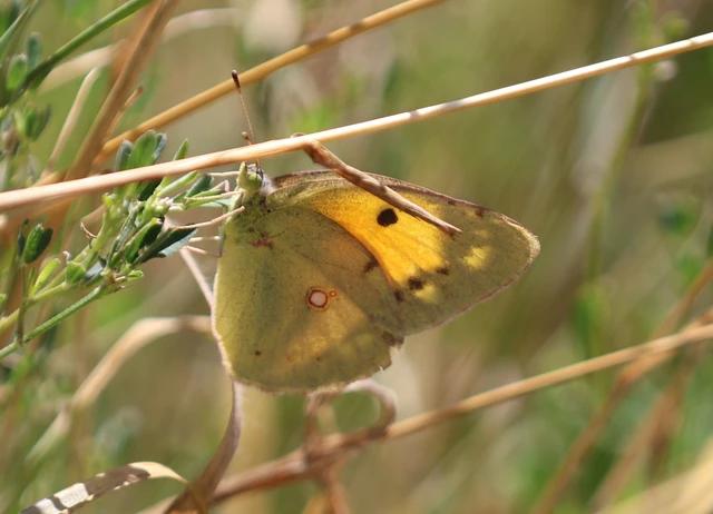 Colias croceus - sáfránylepke
