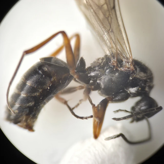 Liometopum microcephalum - tölgyfahangya