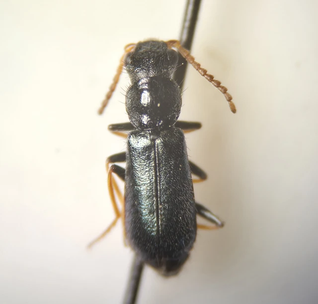 Melyridae - sziklaibogár-félék